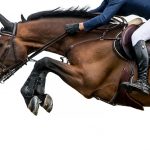horse front leg and hoof jumping in air