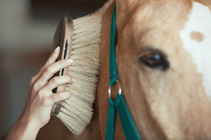 palomino horse face being brushed