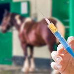 horse 5-way vaccine close up